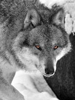 Lobos solitarios